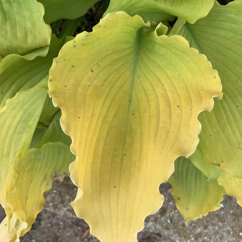 Shadowland Echo the Sun hosta in a nursery pot