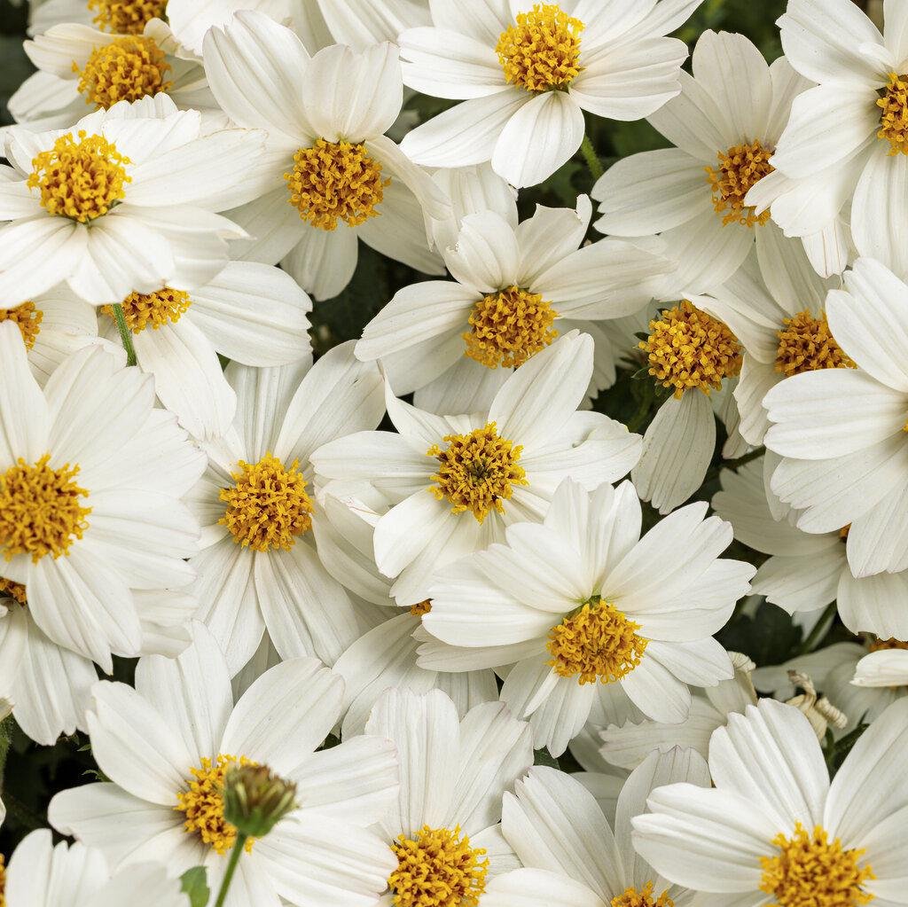Bidens Campfire Marshmallow in a pot, white flowers