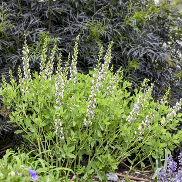 'Musical Duet' Baptisia | Creekside Champions™