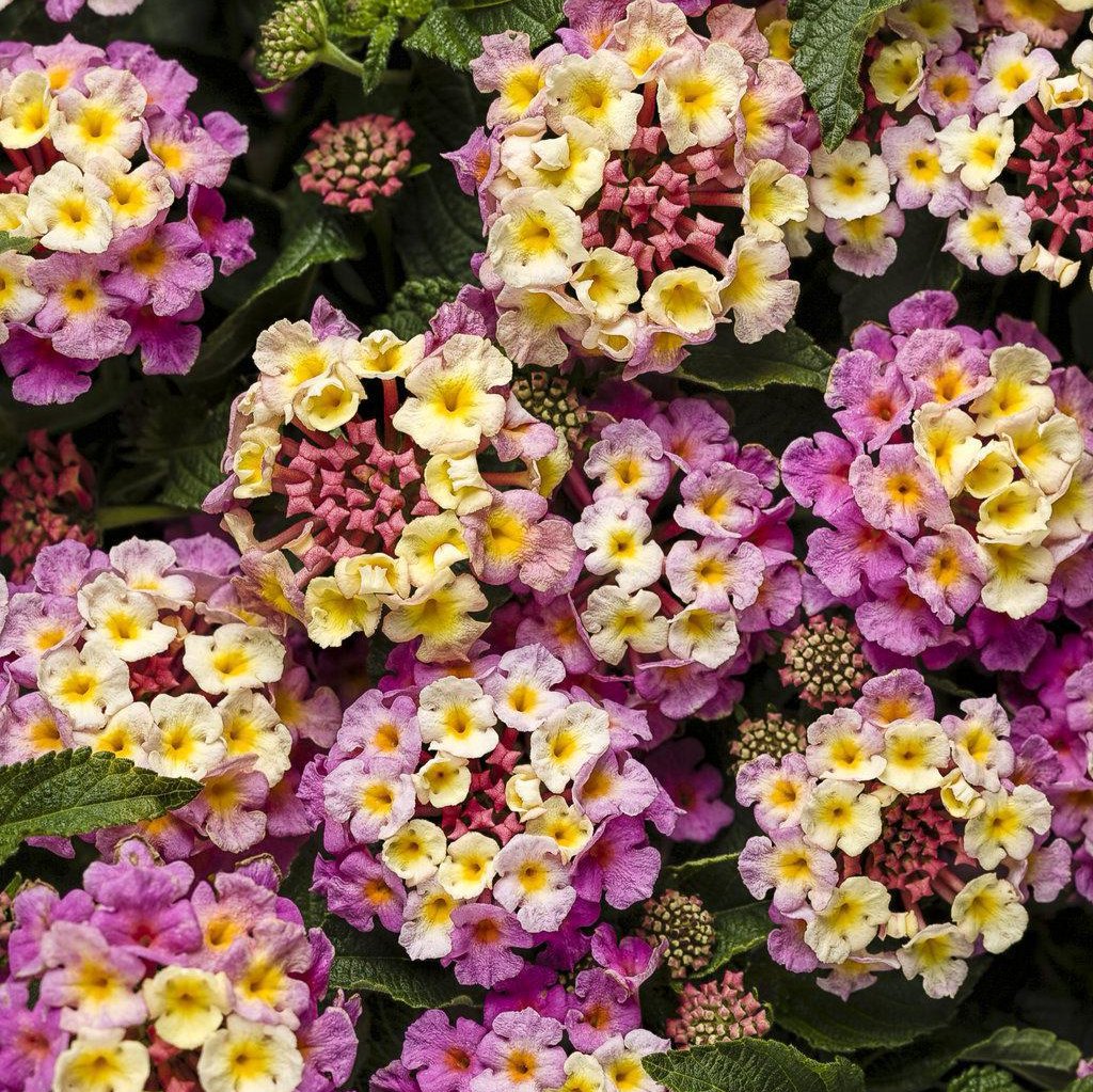 Pinkberry Blend lantana with pink and yellow blooms in a pot