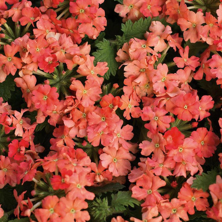 Superbena Peachy Keen verbena with peach flowers in a pot