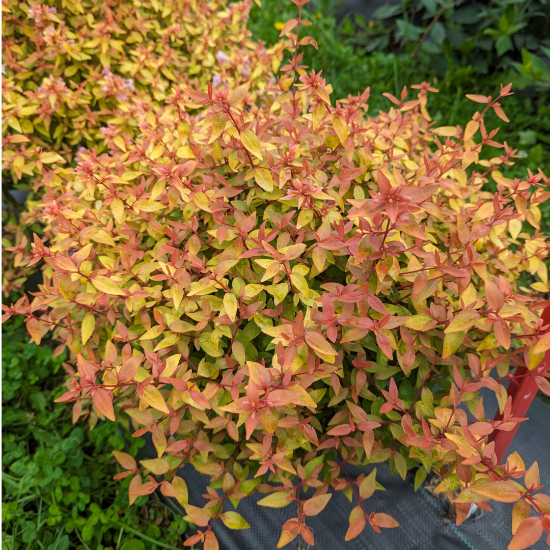 POCO LOCO Abelia in a nursery pot with green foliage