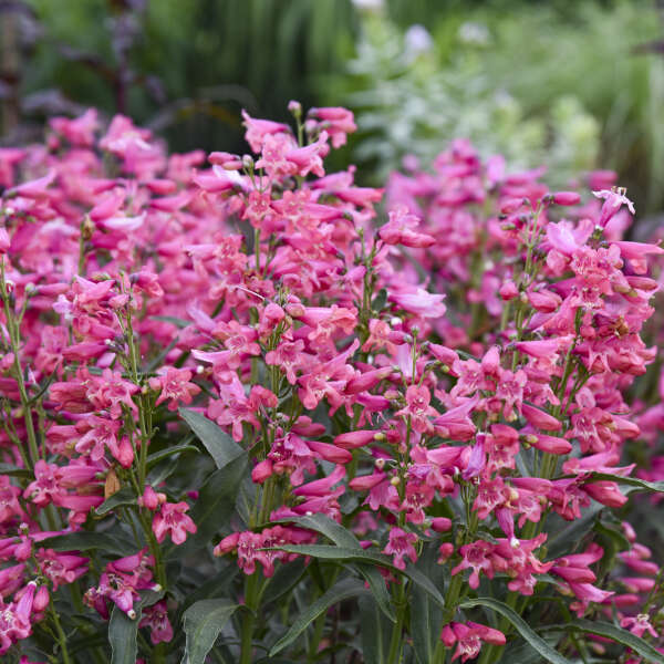 Bejeweled Pink Pearls bearded penstemon in bloom in a pot