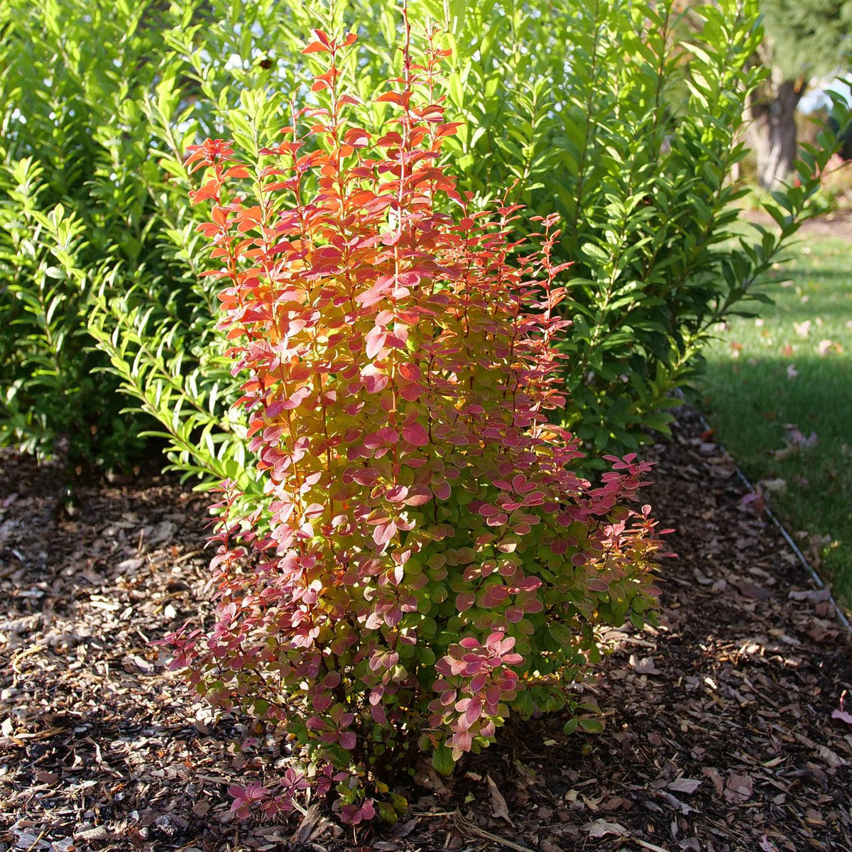 Sunjoy Orange Pillar barberry shrub with orange foliage
