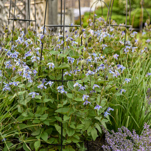 Stand by Me bush clematis in a nursery pot