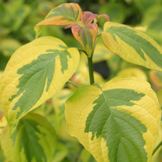 Golden Shadows dogwood-pagoda with layered green leaves