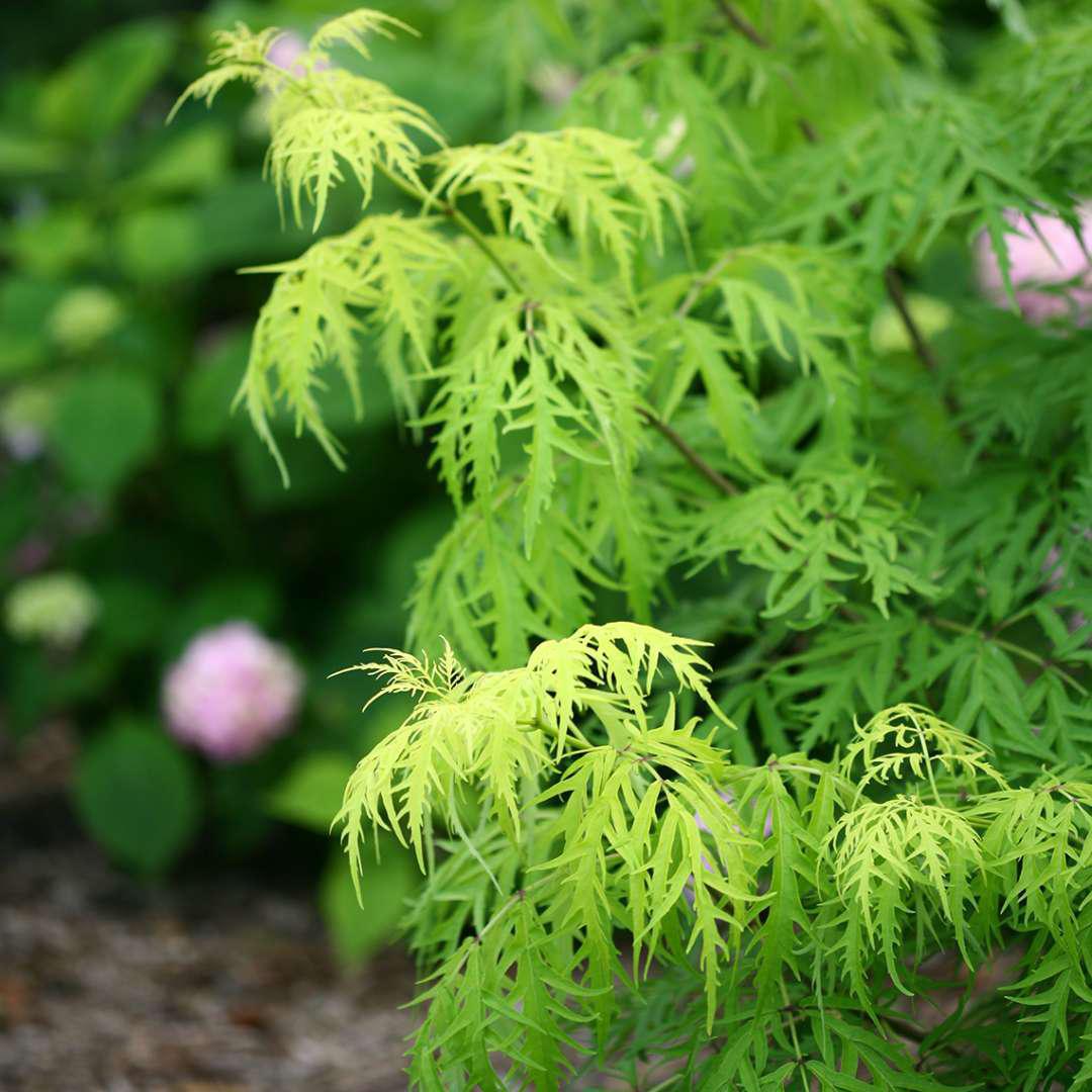Lemony Lace elderberry in a nursery pot with yellow foliage
