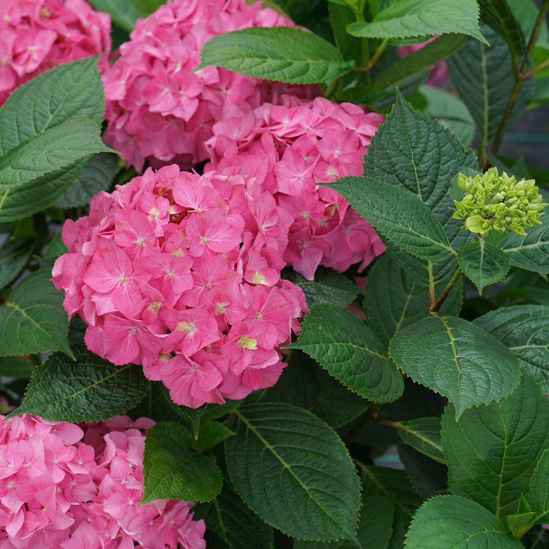 Let's Dance ¡Arriba! reblooming hydrangea with pink flowers