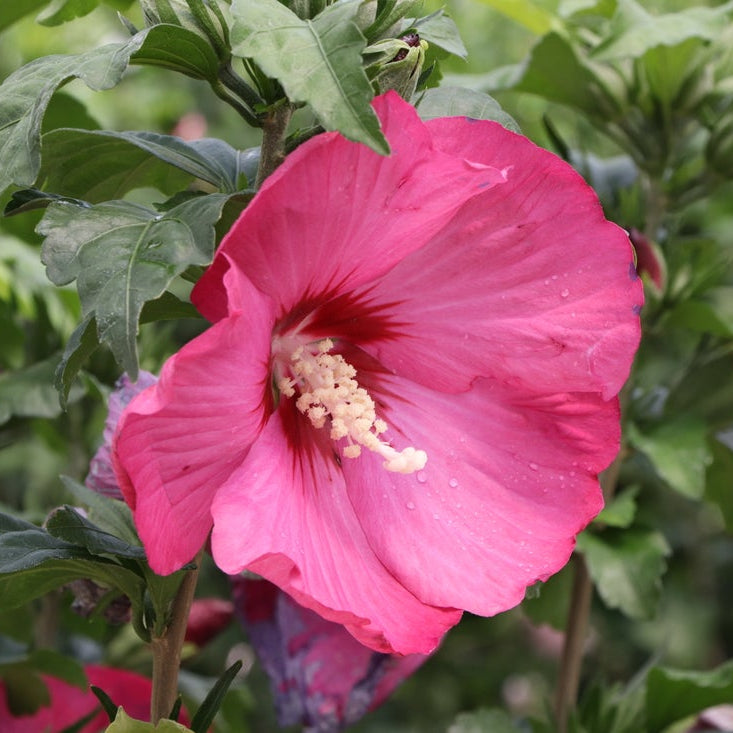 Paraplu Red Rose of Sharon shrub with red flowers