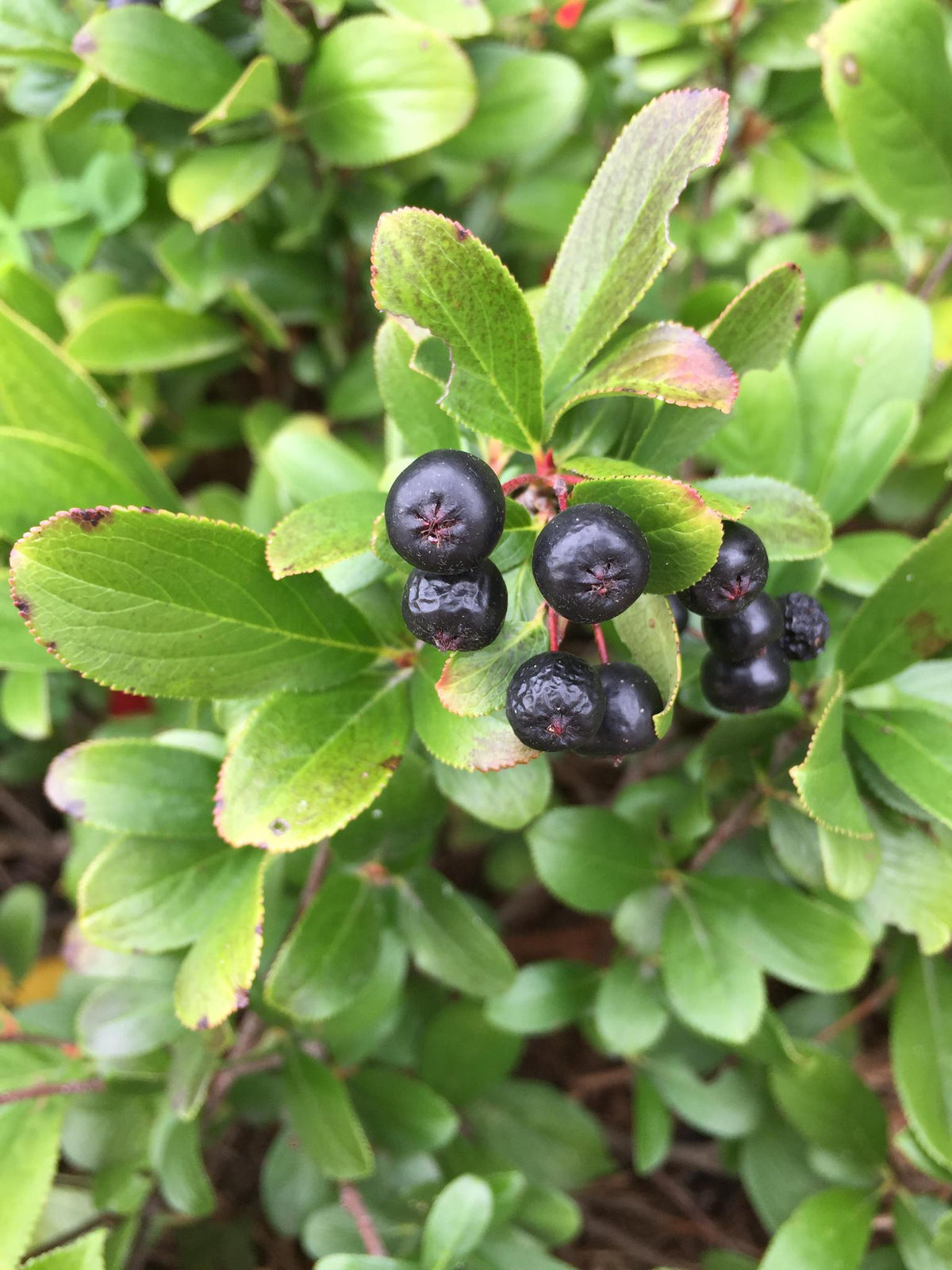 LOW SCAPE MOUND Aronia in a nursery pot