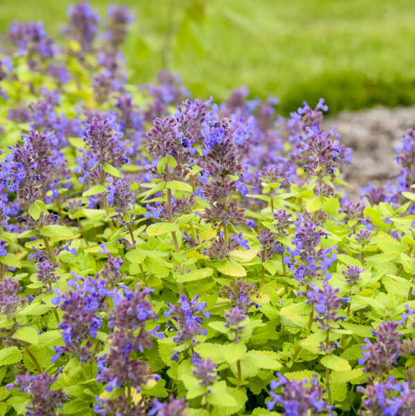 Lemon Purrfection nepeta with purple flowers in a pot