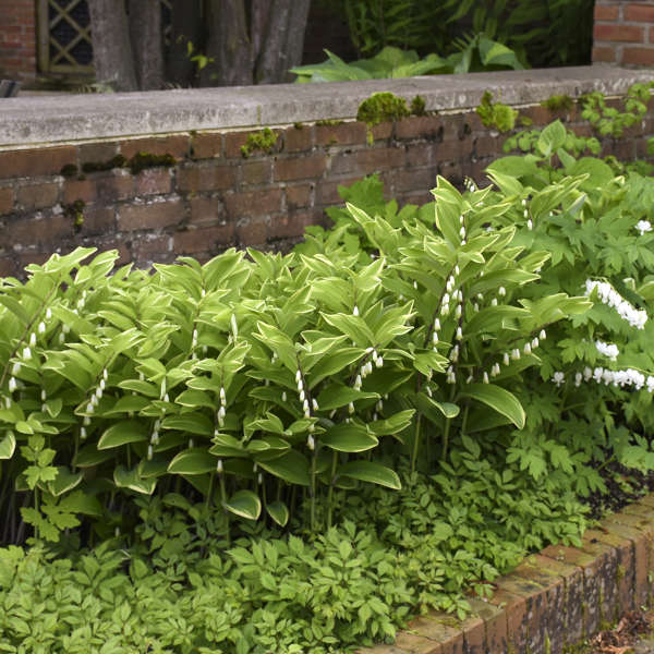 Solomon’s seal in a nursery pot with arching green stems