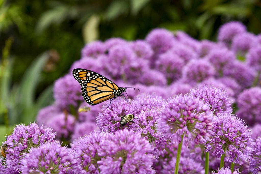 Allium 'Serendipity' with purple blooms in a pot