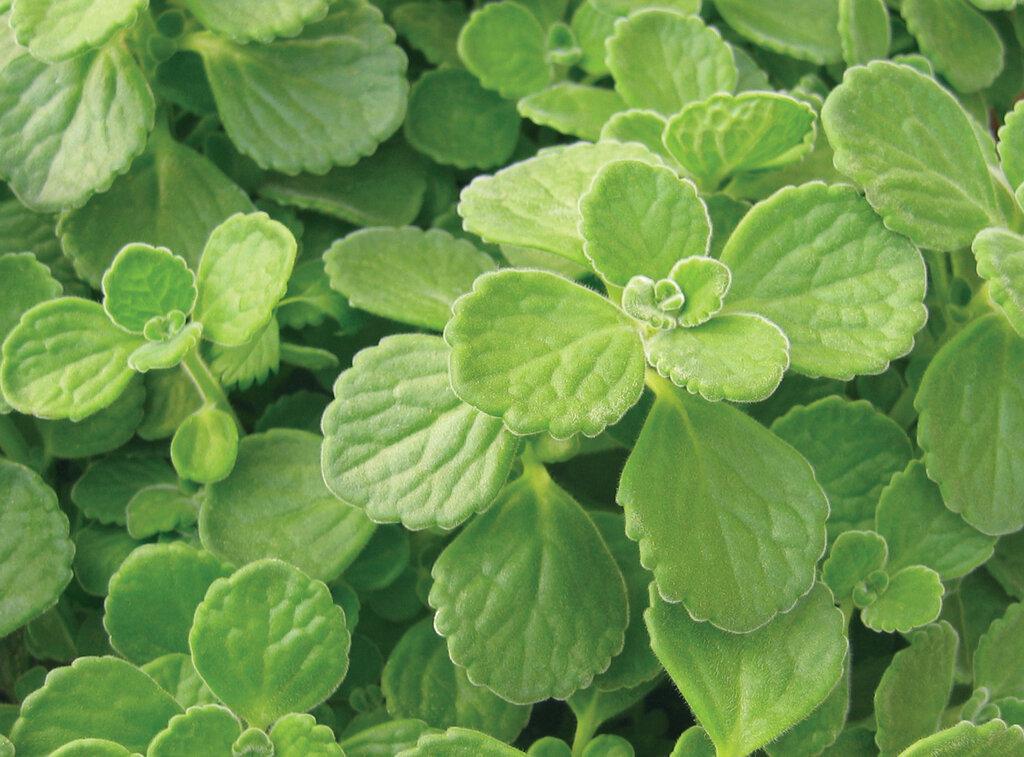 Cerveza 'n Lime plectranthus in a nursery pot