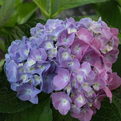 Let’s Dance Blue Jangles hydrangea with blue blooms in pot