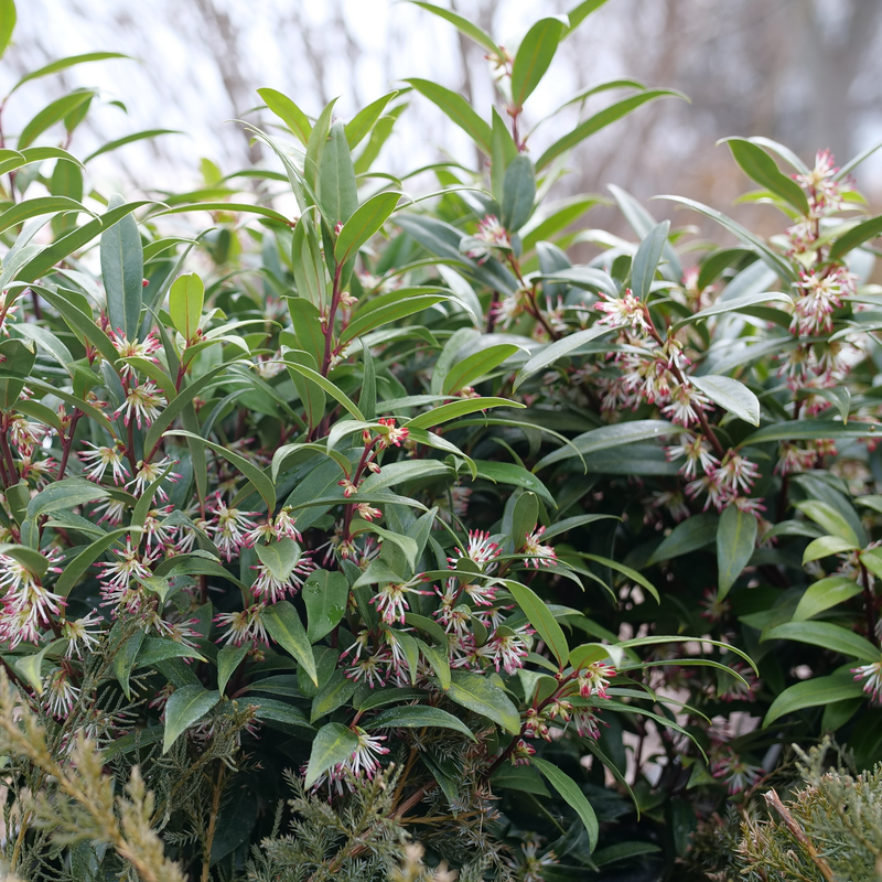 Sweet box shrub in a nursery pot with glossy green leaves