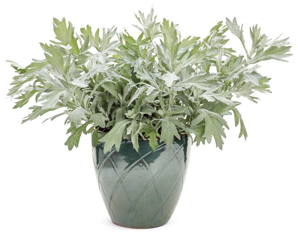 Artemisia 'Silver Lining' in a container with silvery foliage