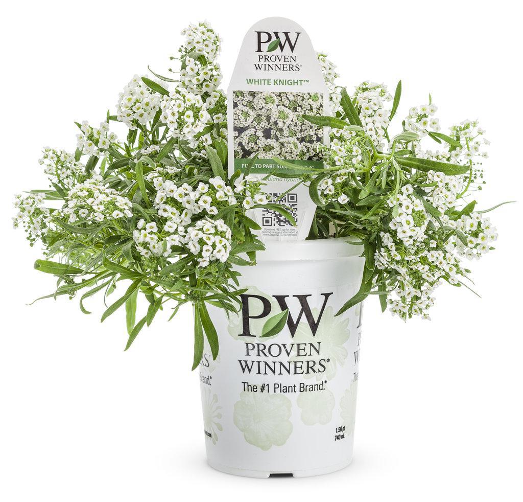 White Sweet Alyssum in a nursery pot, blooming white flowers