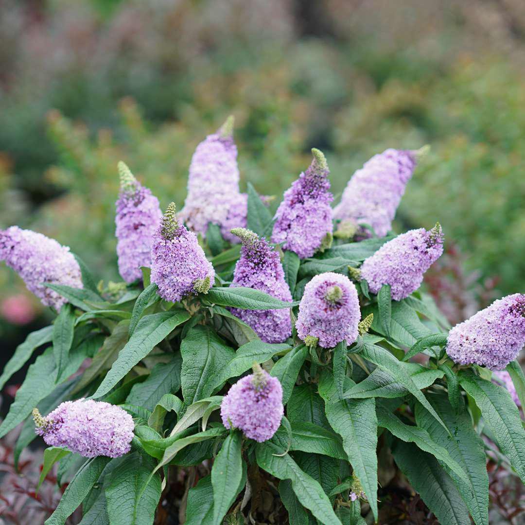 Pugster Amethyst butterfly bush in bloom with purple flowers