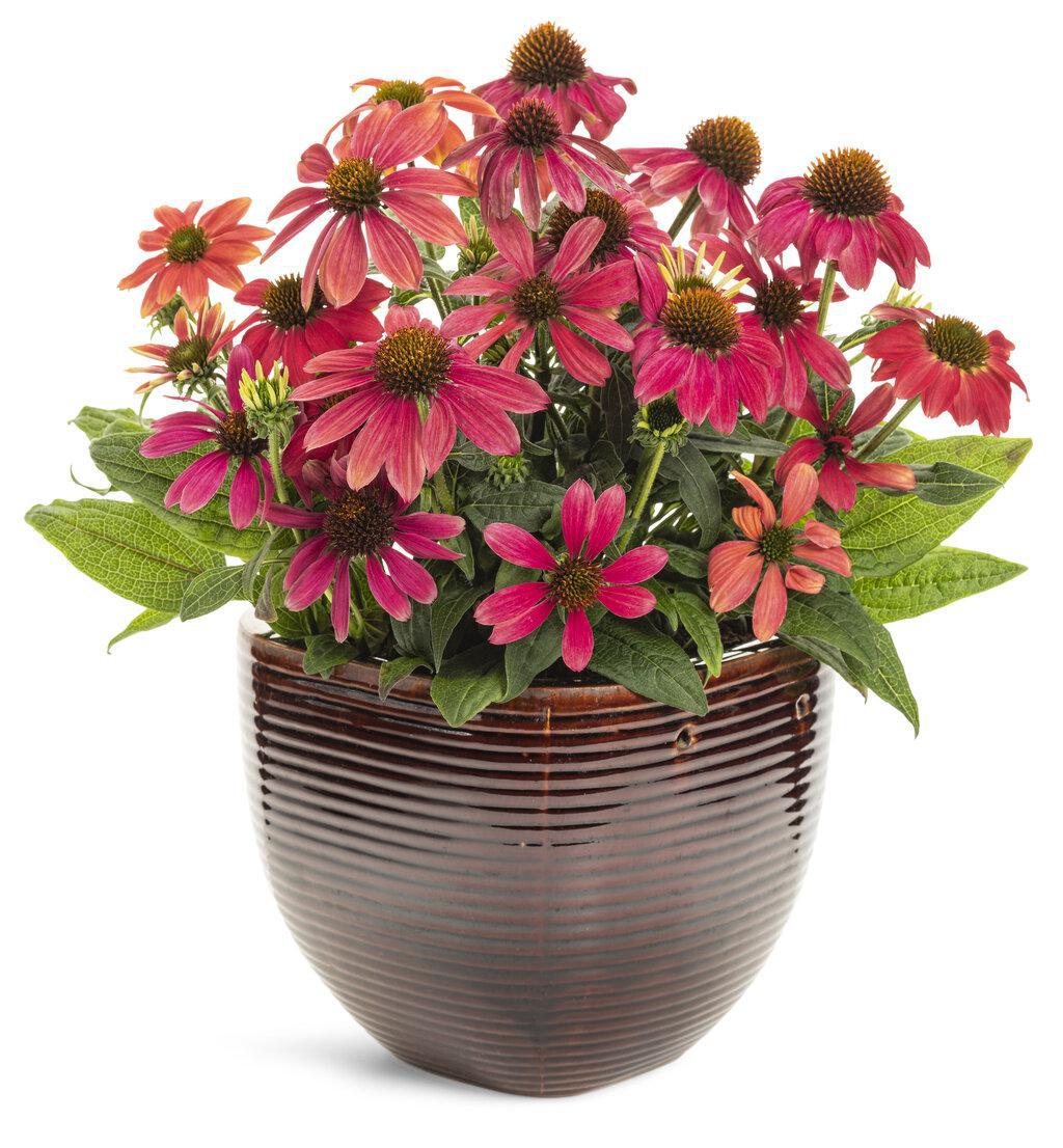 SUMMERSONG Firefinch echinacea with orange-red blooms