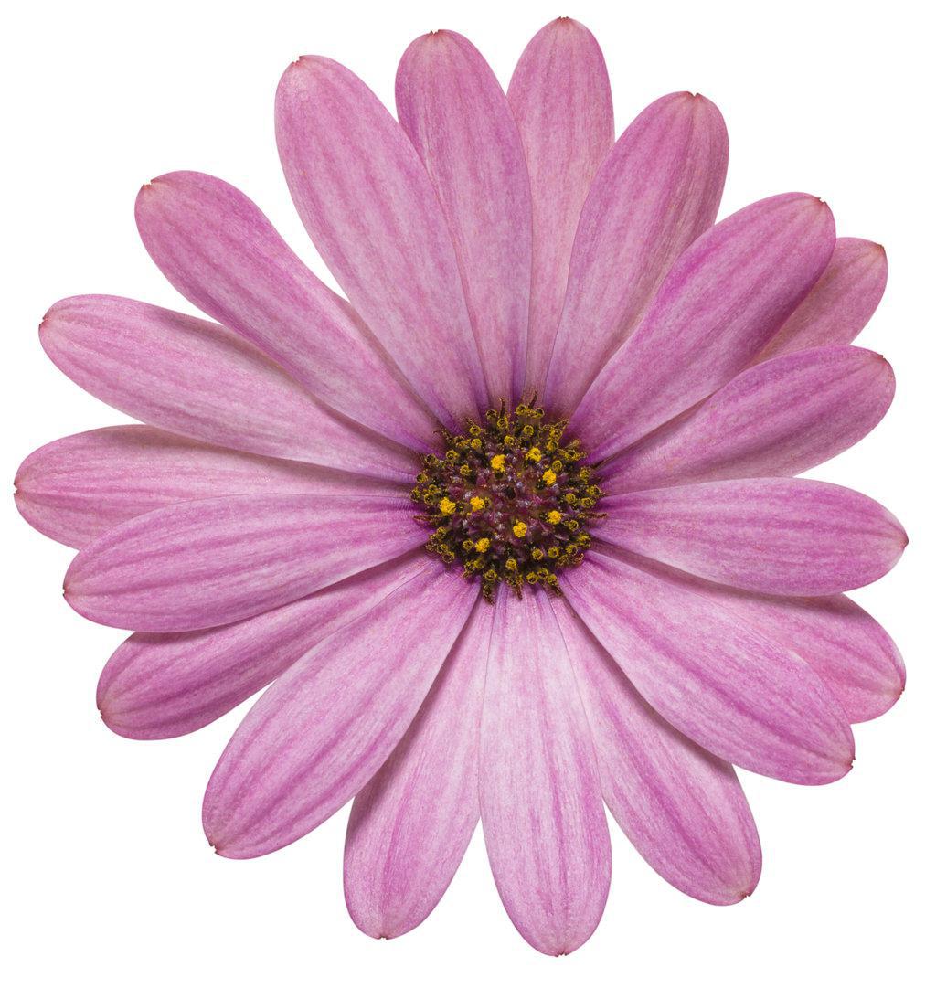 Pink Osteospermum in a pot with bright pink blooms