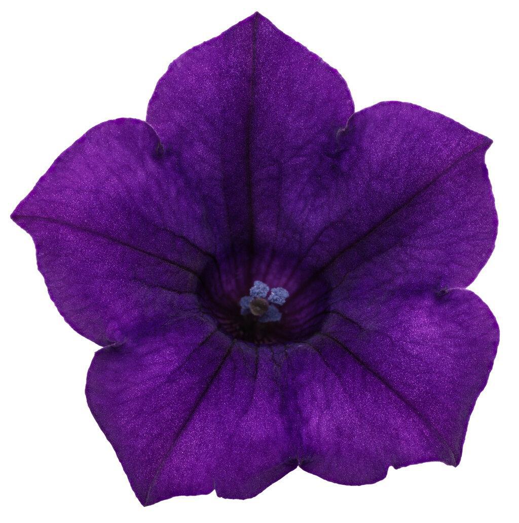 Supertunia Mini Vista Ultramarine petunia in a pot