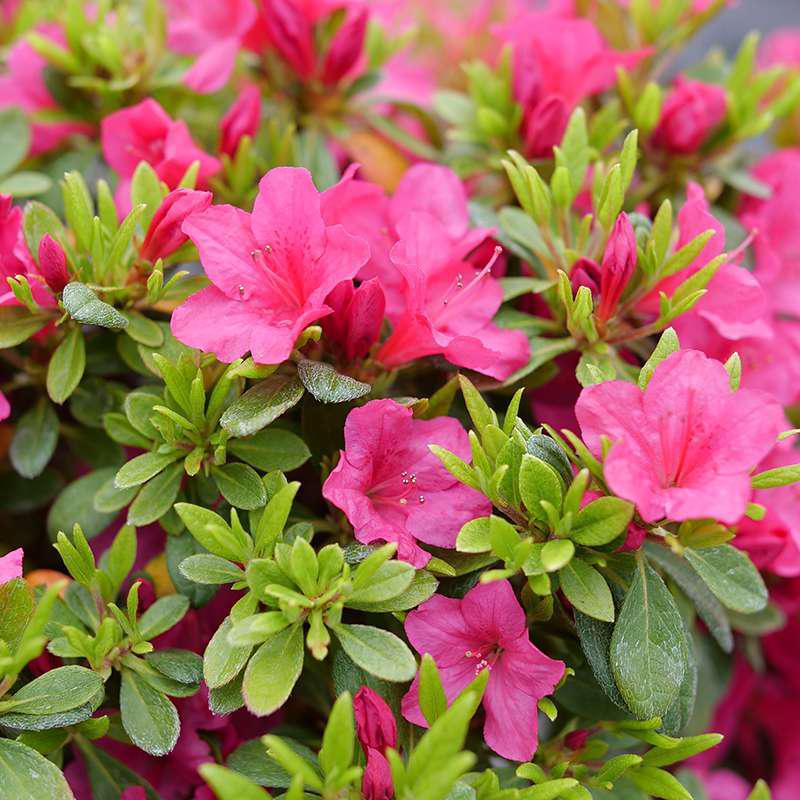 Perfecto Mundo Fuchsia Carpet azalea in a pot with pink blooms