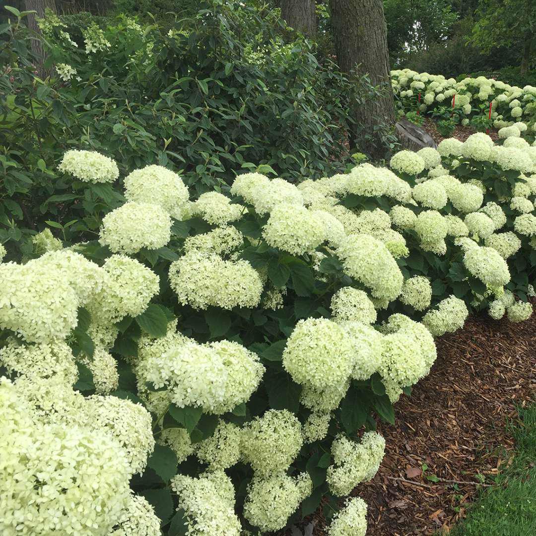 Invincibelle Limetta hydrangea with green blooms in a pot