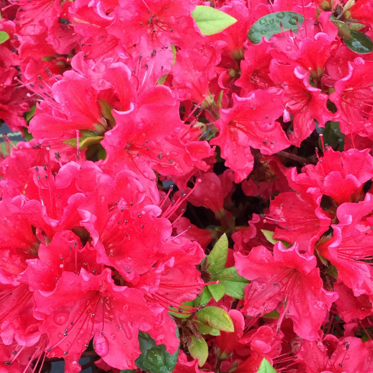 Red reblooming azalea in a nursery pot
