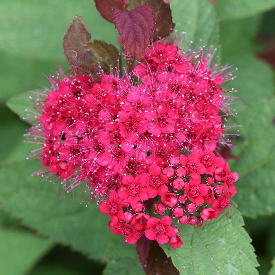 Spiraea DOUBLE PLAY DOOZIE® shrub with pink flowers in pot