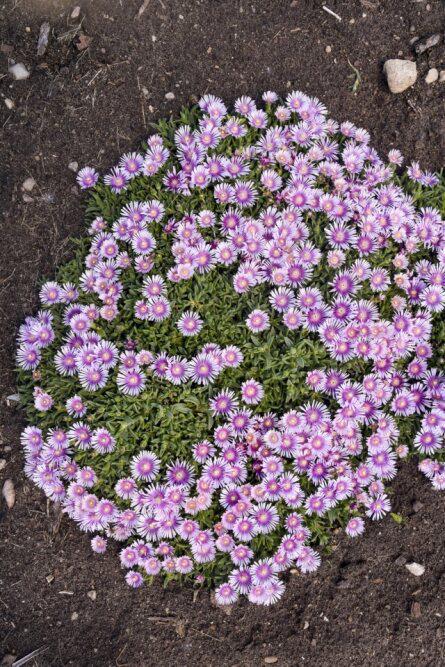 Pink Radiance Delosperma with pink flowers in a pot