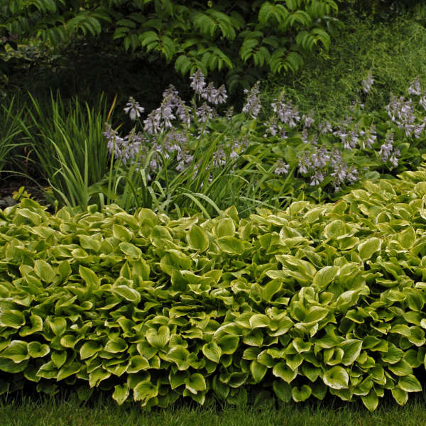 Golden Tiara hosta with green and gold variegated leaves