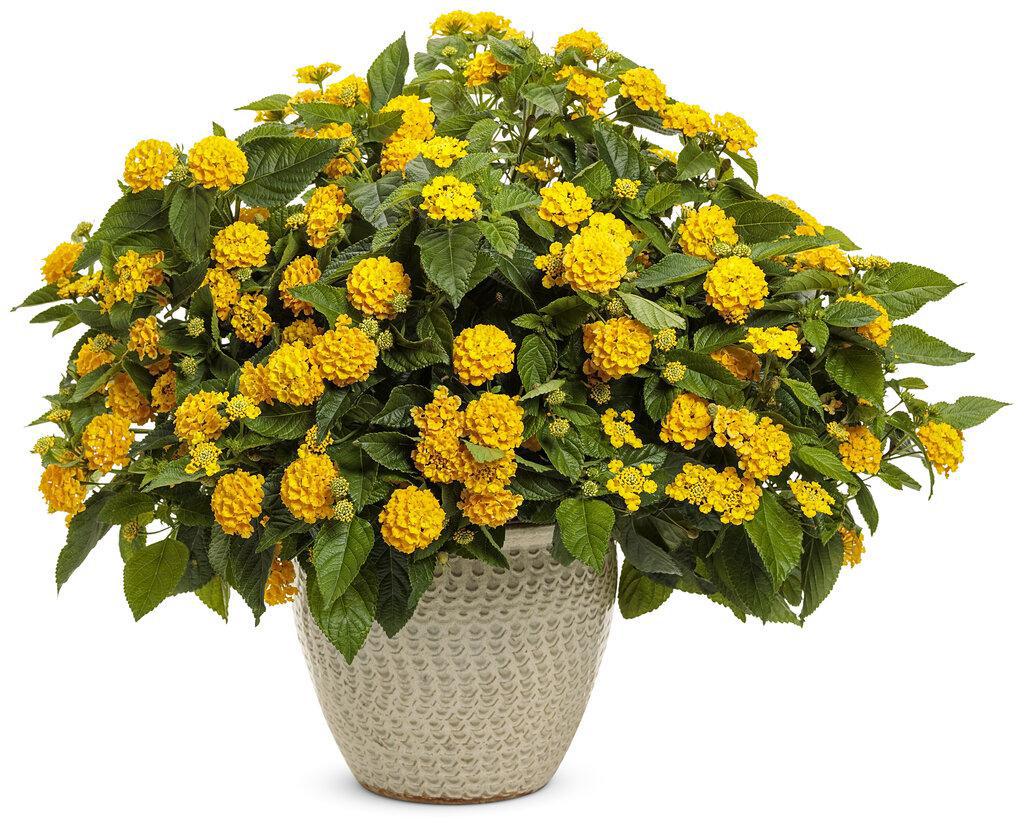 Luscious Royale Lemon Tart lantana in bloom in a pot