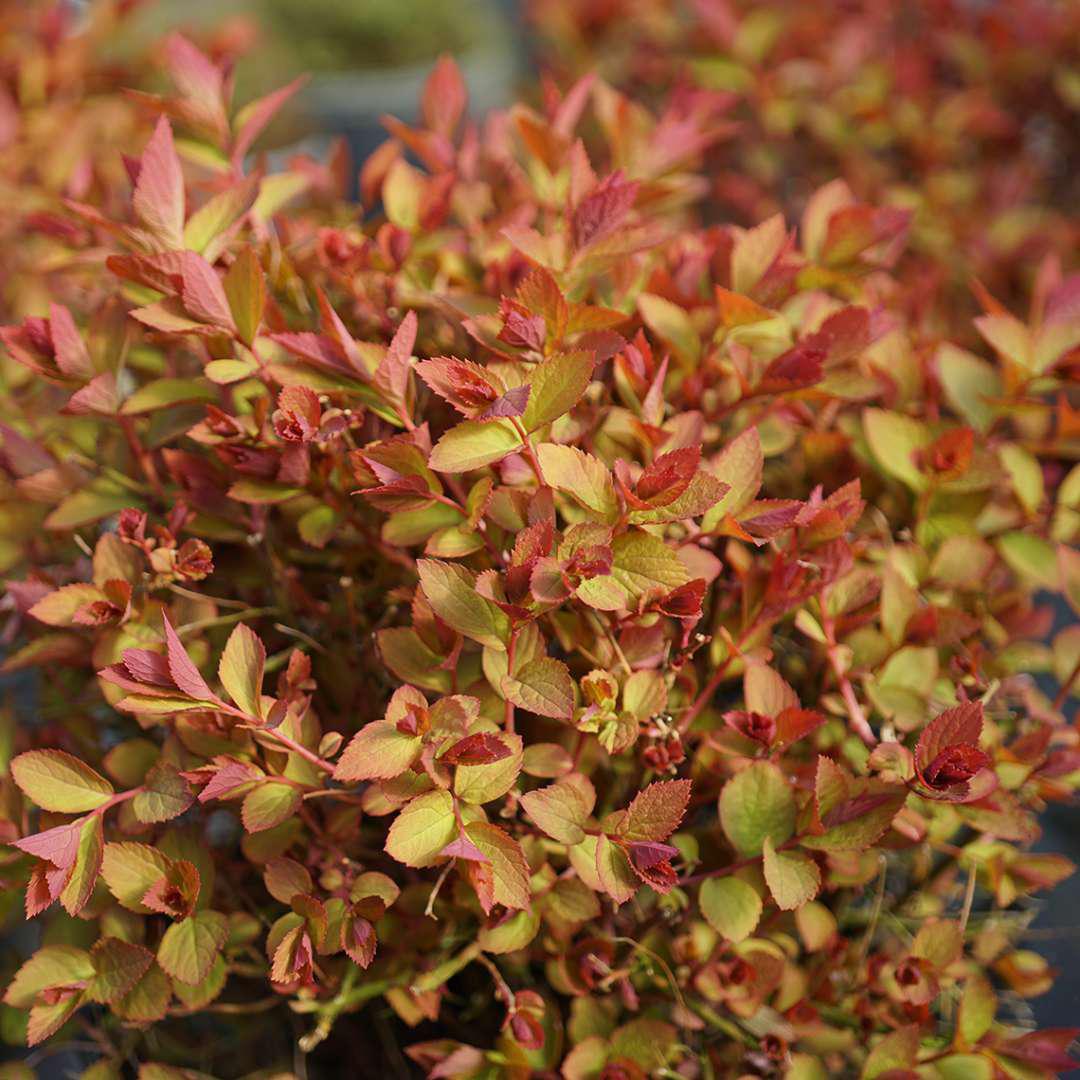 Spiraea Double Play Doozie in a nursery pot