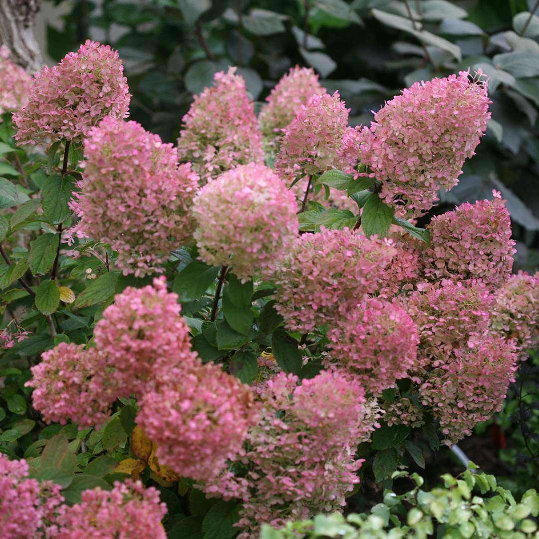 Bobo panicle hydrangea in a nursery pot