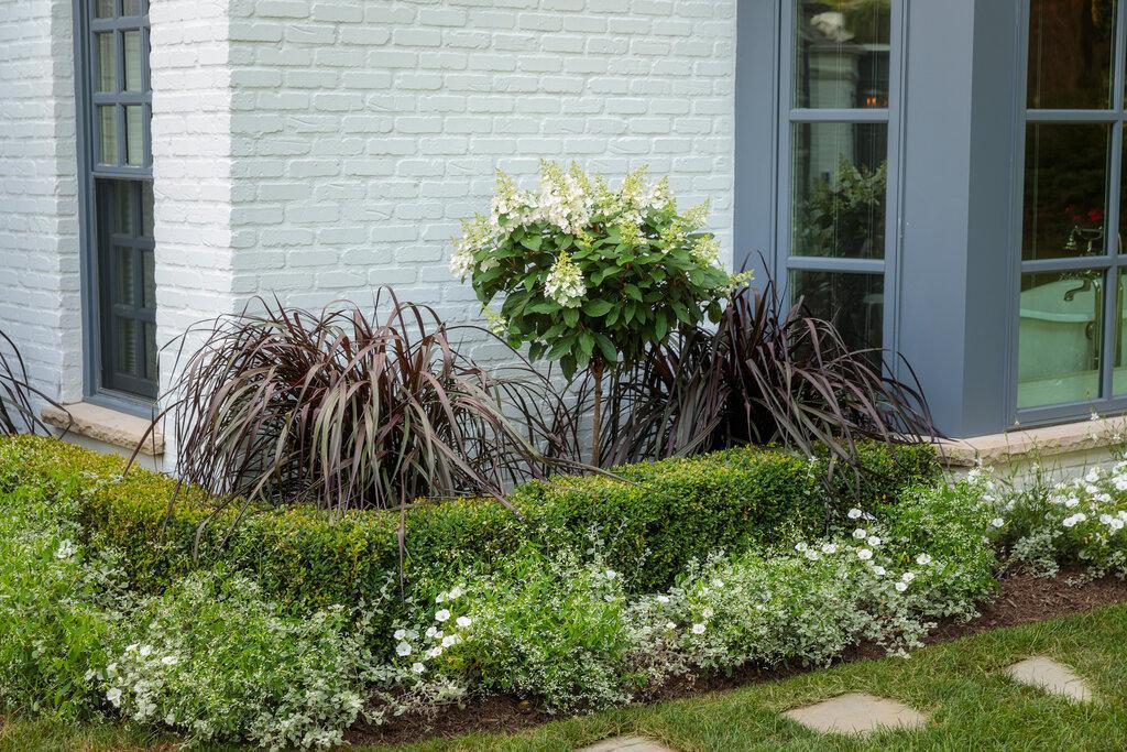 Purple fountain grass in a nursery pot with arching purple blades