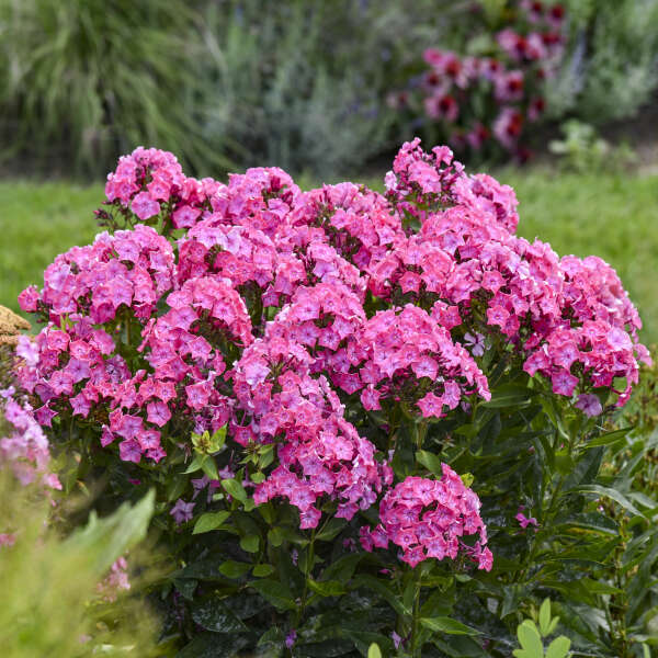Pink phlox paniculata blooms in a nursery pot