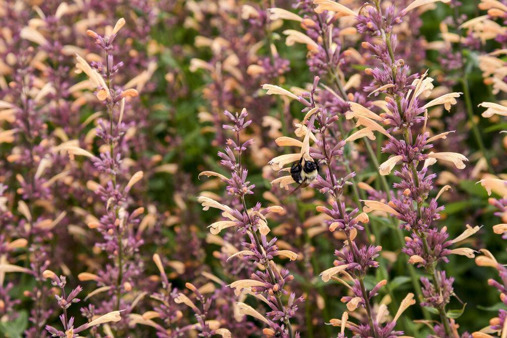 Agastache 'Queen Nectarine' with peach flowers in a pot