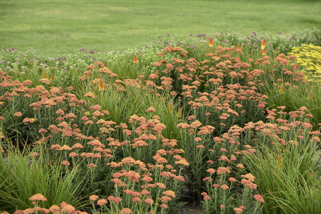 Achillea 'Firefly Peach Sky' with peach blooms in a pot