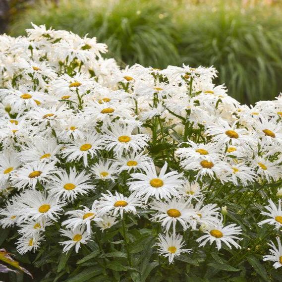 Spun Silk Shasta Daisy with white blooms in a pot