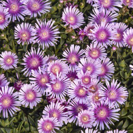 Pink Radiance Delosperma with pink flowers in a pot