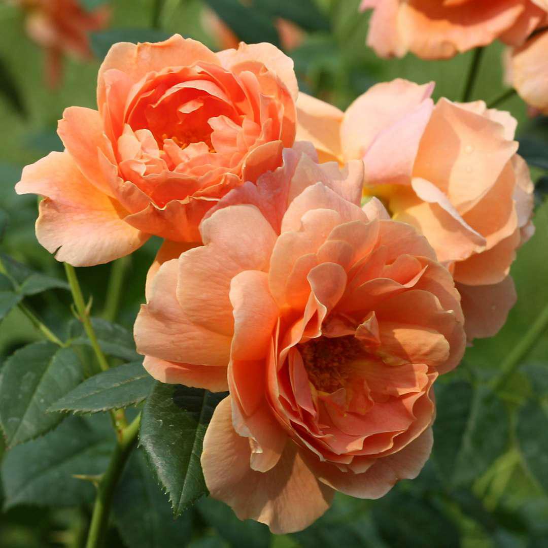 AT LAST® Rose | Proven Winners® – Creekside Nursery, Inc