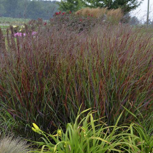 Prairie Winds Cheyenne Sky panicum with airy seed heads in a pot