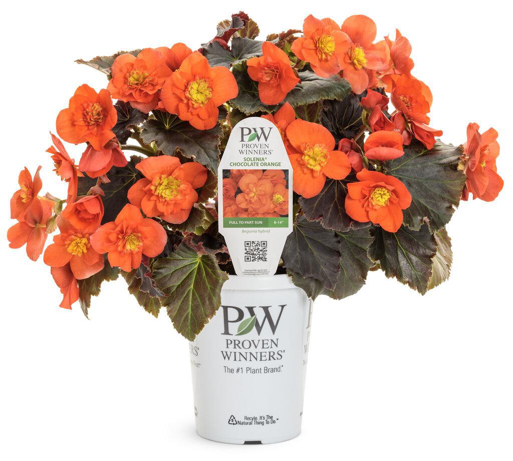 Solenia Chocolate Orange begonia in a pot with orange blooms
