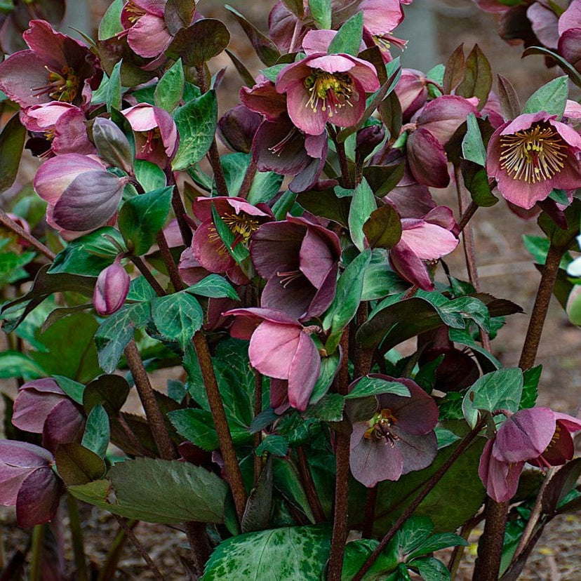Frostkiss Pippa’s Purple hellebore with purple blooms