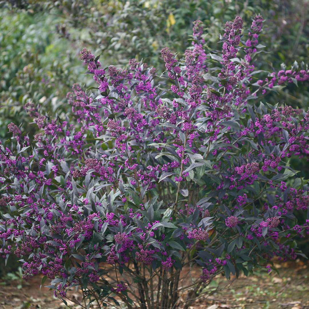 Pearl Glam beautyberry shrub in a nursery pot