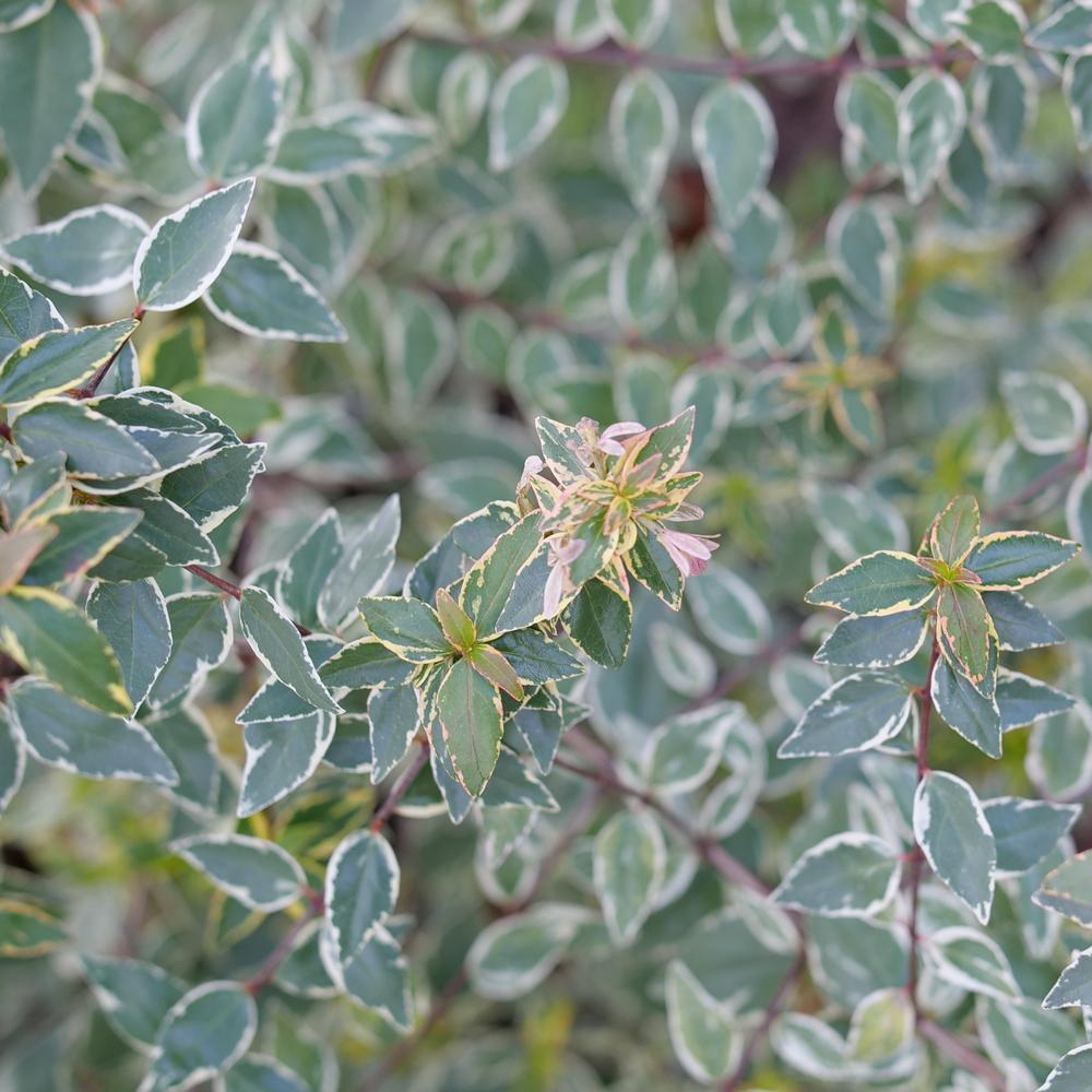 MUCHO GUSTO™ Abelia – Creekside Nursery, Inc