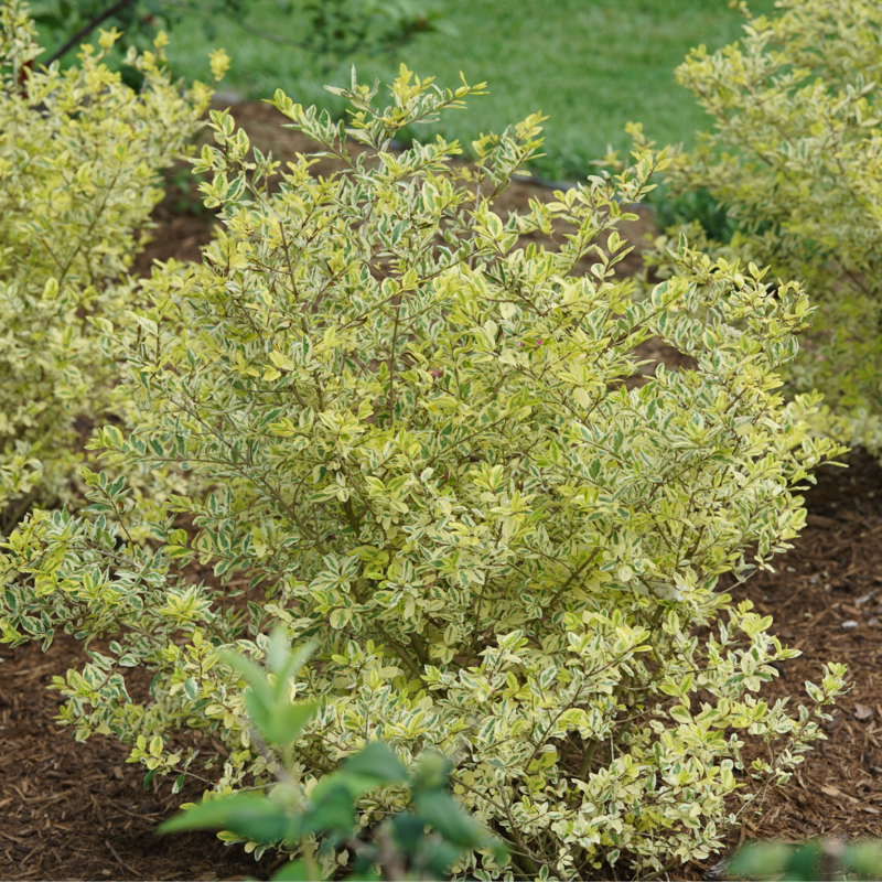 Good Vibrations privet in a nursery pot