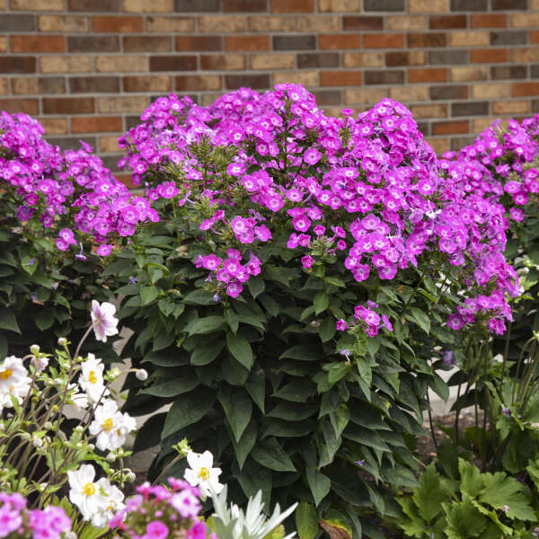 Pink phlox paniculata 'Dream Girl' in bloom in a pot