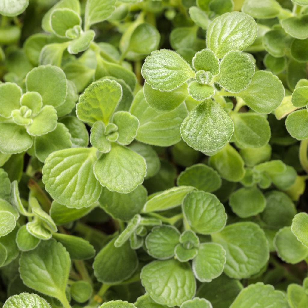 Cerveza 'n Lime® Plectranthus